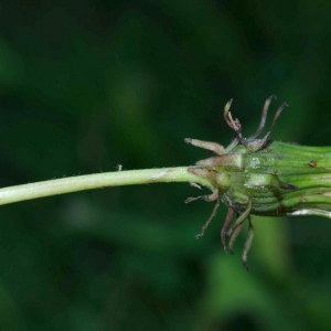 Photographie n°14198 du taxon Leontodon hispidus subsp. hispidus