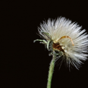 Photographie n°14199 du taxon Leontodon hispidus subsp. hispidus