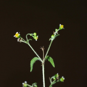 Photographie n°14204 du taxon Galinsoga quadriradiata Ruiz & Pav.