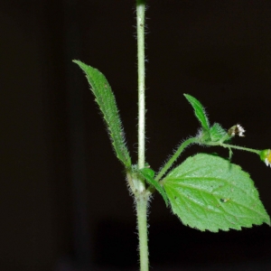 Photographie n°14206 du taxon Galinsoga quadriradiata Ruiz & Pav.