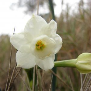 Photographie n°14210 du taxon Narcissus dubius Gouan [1773]
