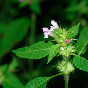 Photographie n°14234 du taxon Galeopsis tetrahit L.