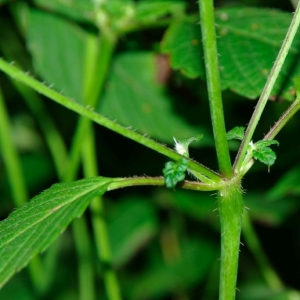 Photographie n°14235 du taxon Galeopsis tetrahit L.