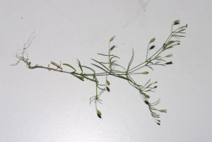 Daniel Mathieu, le 25 août 2010 (Vauxrenard (Changy))