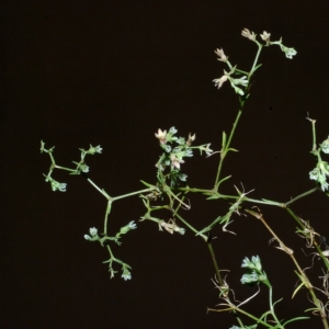 Photographie n°14255 du taxon Scleranthus perennis L.