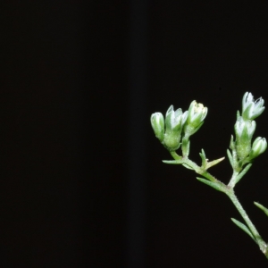 Photographie n°14256 du taxon Scleranthus perennis L.