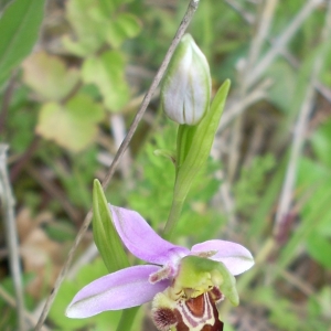 Photographie n°14259 du taxon Ophrys apifera Huds. [1762]