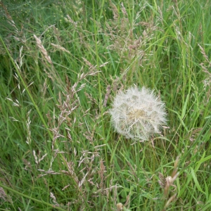 Photographie n°14261 du taxon Tragopogon pratensis L. [1753]