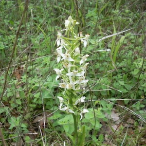 Photographie n°14262 du taxon Platanthera chlorantha (Custer) Rchb. [1828]