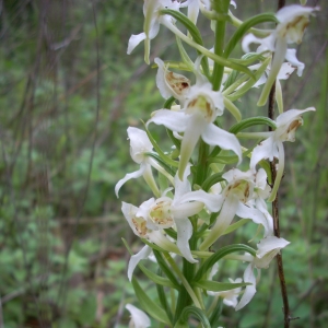 Photographie n°14263 du taxon Platanthera chlorantha (Custer) Rchb. [1828]