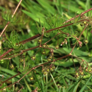 Photographie n°14264 du taxon Spergula arvensis L. [1753]