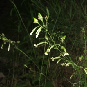 Photographie n°14266 du taxon Silene nutans L. [1753]