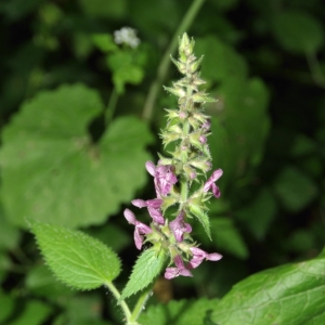 Photographie n°14267 du taxon Stachys sylvatica L. [1753]