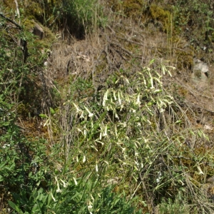 Photographie n°14270 du taxon Silene nutans L. [1753]