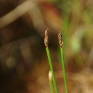 Photographie n°14272 du taxon Eleocharis palustris (L.) Roem. & Schult. [1817]