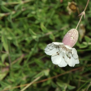 Photographie n°14275 du taxon Silene vulgaris subsp. maritima (With.) Á.Löve & D.Löve [1961]