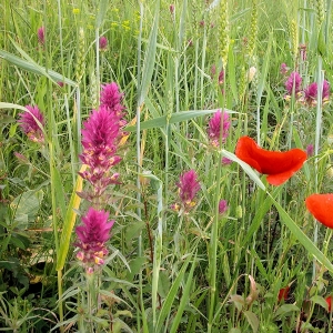 Photographie n°14288 du taxon Melampyrum arvense L.