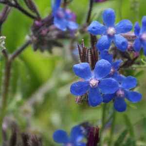 Photographie n°15266 du taxon Anchusa italica Retz. [1779]