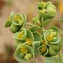  liliane Pessotto - Euphorbia portlandica L.