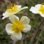  liliane Pessotto - Helianthemum x sulphureum Willd. ex Schltdl.