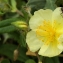  liliane Pessotto - Helianthemum x sulphureum Willd. ex Schltdl.