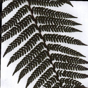 Photographie n°15277 du taxon Polystichum aculeatum (L.) Roth [1799]