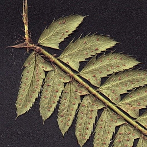 Photographie n°15278 du taxon Polystichum aculeatum (L.) Roth [1799]