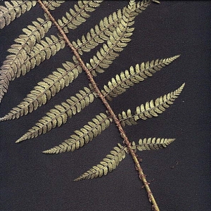 Photographie n°15280 du taxon Polystichum aculeatum (L.) Roth [1799]