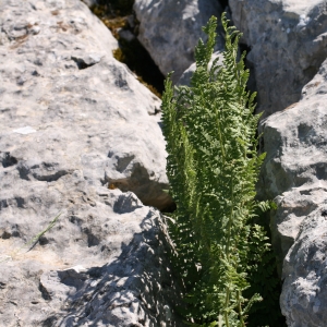 Photographie n°15282 du taxon Dryopteris villarii (Bellardi) Woyn. ex Schinz & Thell. [1915]