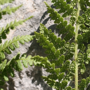 Dryopteris rigida (Sw.) Underw. (Dryoptéris de Villars)