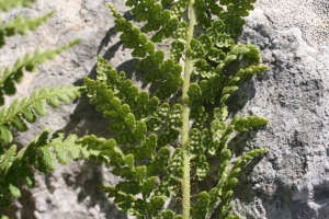 Jean-Claude Bouzat, le 27 mai 2009 (Eygalayes (Montagne de Palle))