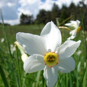 Photographie n°15354 du taxon Narcissus poeticus L. [1753]