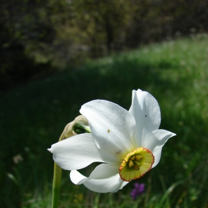 Photographie n°15355 du taxon Narcissus poeticus L. [1753]