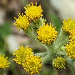 Tephroseris helenitis var. pyrenaica (Nyman) B.Bock