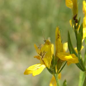 Photographie n°15369 du taxon Genista tinctoria L. [1753]