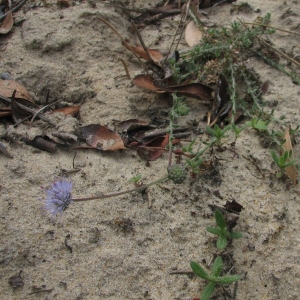 Photographie n°15439 du taxon Jasione crispa subsp. maritima (Duby) Tutin [1973]