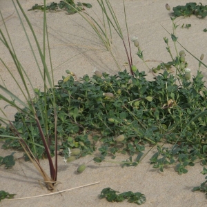 Photographie n°15441 du taxon Silene vulgaris subsp. thorei (Dufour) Chater & Walters [1964]