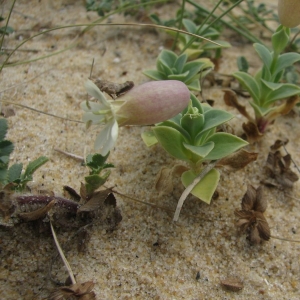 Photographie n°15442 du taxon Silene vulgaris subsp. thorei (Dufour) Chater & Walters [1964]