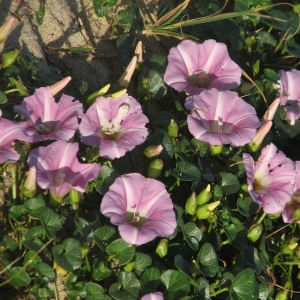 Photographie n°15445 du taxon Calystegia soldanella (L.) Roem. & Schult. [1819]