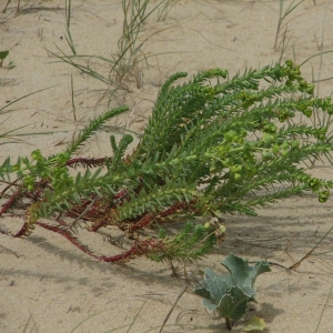 Photographie n°15447 du taxon Euphorbia paralias L. [1753]