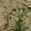  Jérôme SEGONDS - Plantago scabra Moench [1794]