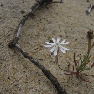 Photographie n°15452 du taxon Silene portensis L. [1753]