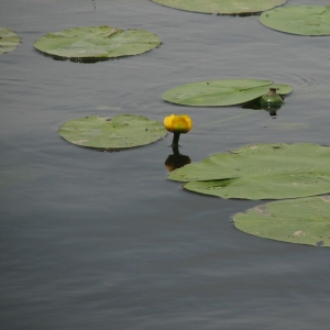 Photographie n°15455 du taxon Nuphar lutea (L.) Sm. [1809]