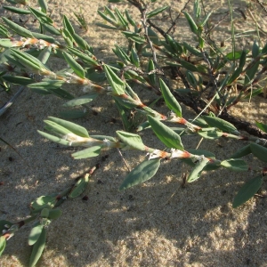 Photographie n°15458 du taxon Polygonum maritimum L. [1753]