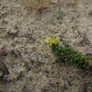 Photographie n°15461 du taxon Galium arenarium Loisel. [1806]