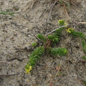 Photographie n°15462 du taxon Galium arenarium Loisel. [1806]