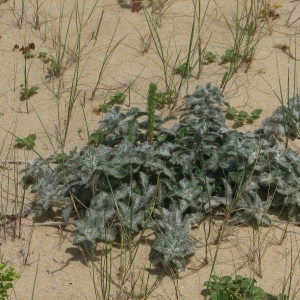 Photographie n°15480 du taxon Hieracium eriophorum St.-Amans [1801]