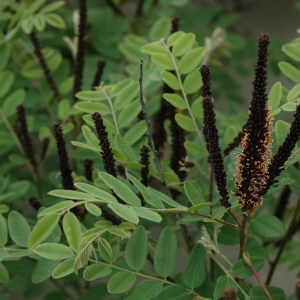 Photographie n°15482 du taxon Amorpha fruticosa L. [1753]