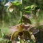  Paul Fabre - Epipactis helleborine subsp. helleborine