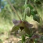  Paul Fabre - Epipactis helleborine subsp. helleborine